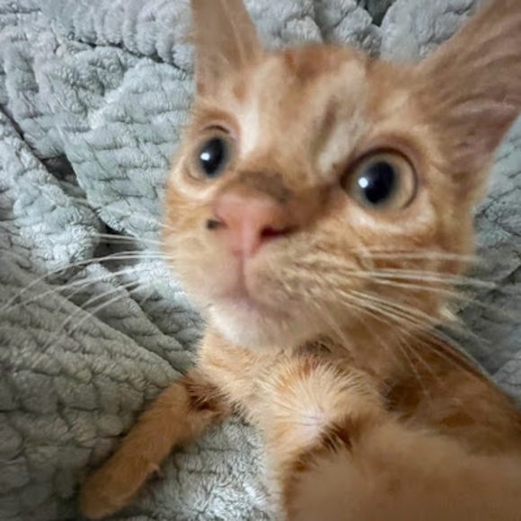 Meet your Posher, Camille - Picture 1 of 1